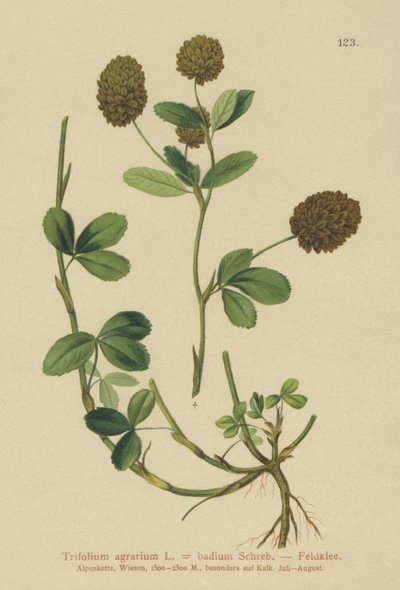 Brown Clover by German School